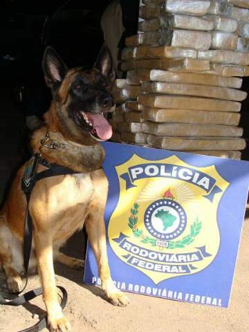  C&atilde;o encontra 85kg de maconha em Citr&ouml;en com motorista de terno e gravata