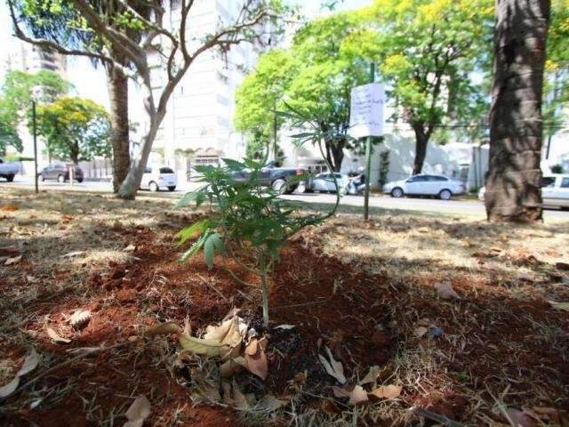 Prefeito vai acionar pol&iacute;cia para investigar p&eacute; de maconha em canteiro