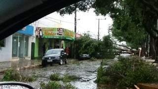 Segundo o prefeito, caíram mais de 60 árvores. (Foto: Direto das Ruas)