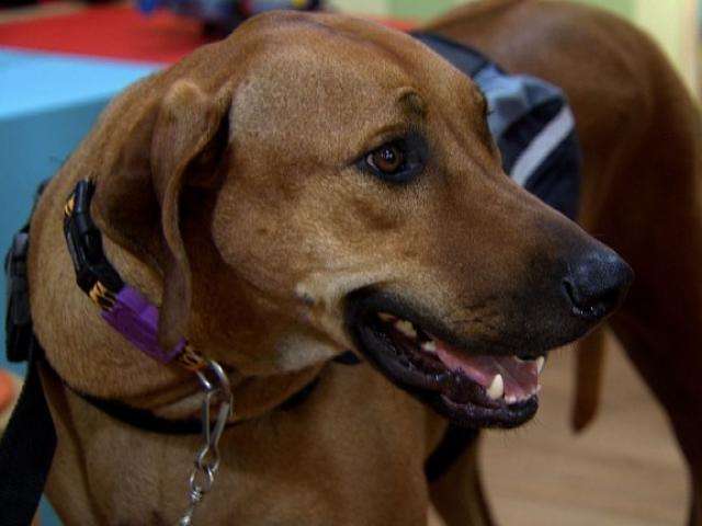 CCZ promove 1&ordf; feira de ado&ccedil;&atilde;o de c&atilde;es e gatos do ano no s&aacute;bado