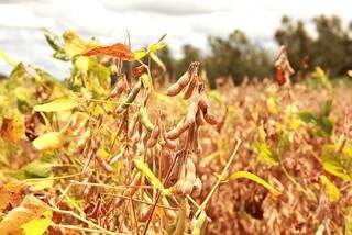 Atraso na colheita de soja pode levar a diminuição da área prevista para o milho (Foto: Reprodução)