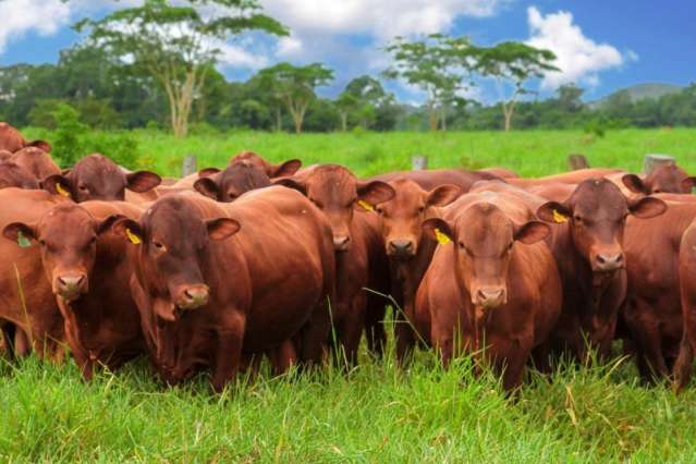 Animais da ra&ccedil;a Senepol v&atilde;o ficar 280 dias em pastagens para avalia&ccedil;&atilde;o gen&eacute;tica