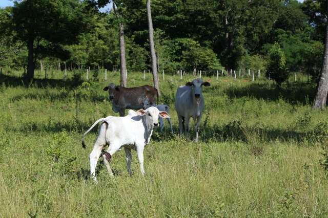Mudan&ccedil;a no sistema de emiss&atilde;o de guia de tr&acirc;nsito animal entra em vigor amanh&atilde; 