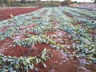 Plantação de abobrinha ficou congelada em Jaraguari (Foto: arquivo pessoal)