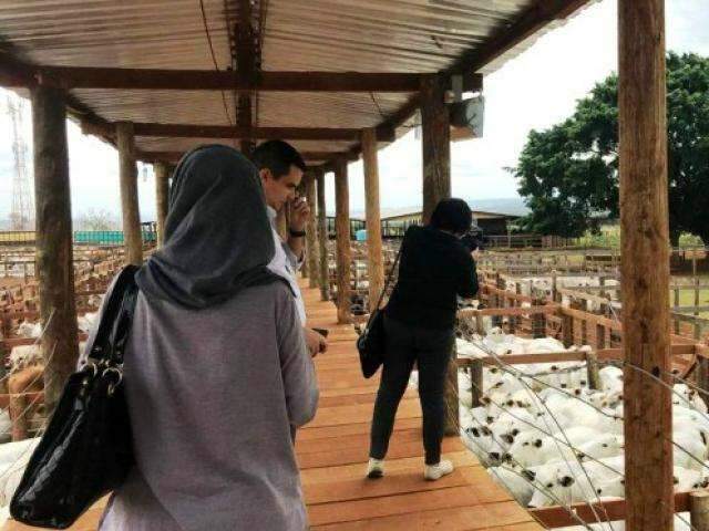 Representantes da Indon&eacute;sia conhecem defesa sanit&aacute;ria animal em MS