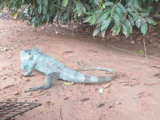 Moradora &quot;d&aacute; de cara&quot; com iguana e chama PMA para evitar &quot;briga&quot; com cachorro