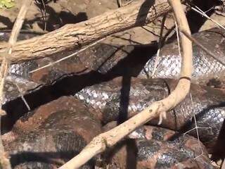 Vida selvagem: pescadores flagram passeio de sucuri no rio Miranda