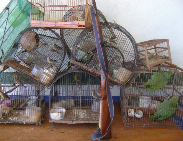  PMA flagra 17 aves e 1 espingarda em assentamento de Japor&atilde;
