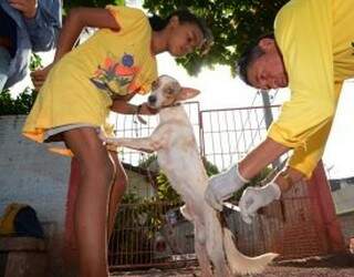 Meta é imunizar 35 mil cães até o fim do mês. (Foto:Divulgação)
