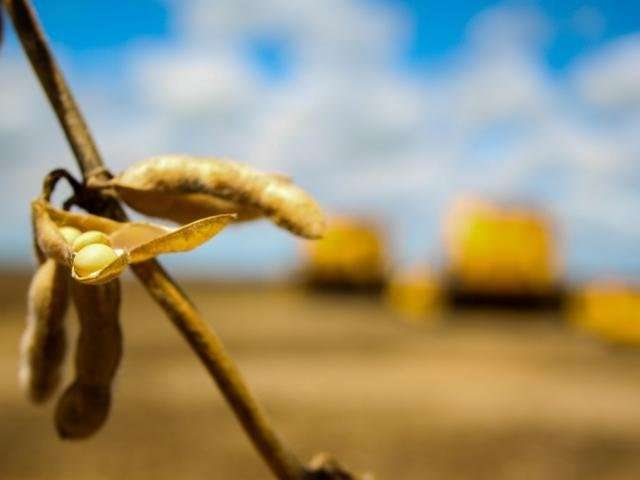 Alta no d&oacute;lar eleva pre&ccedil;os e 68% da soja colhida em MS j&aacute; foi vendida