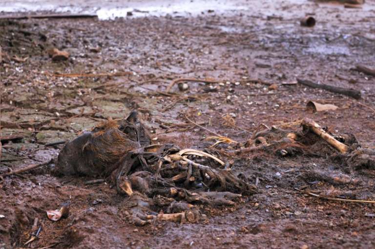 Próximo aos rios, podem ser vistos animais mortos. 