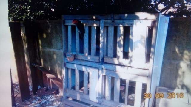 Pol&iacute;cia Militar fecha rinha de galo e multa dono em R$ 2,5 mil por maus-tratos