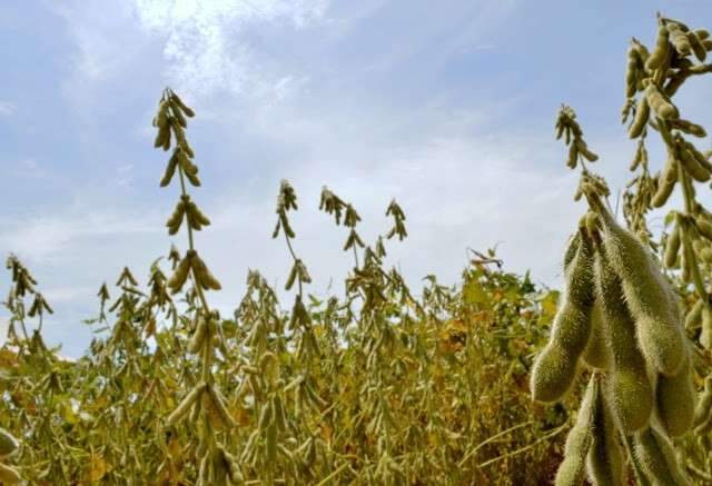 Na v&eacute;spera da colheita, agricultores comemoram bom clima para a soja 