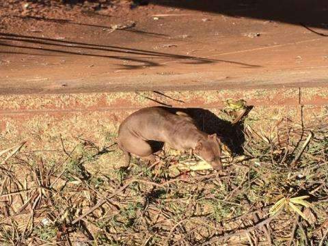 Casal de pitbulls ataca outros c&atilde;es e d&aacute; &quot;trabalheira&quot; para Corpo de Bombeiros 