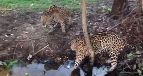 Turistas são incentivados a usar "ceva" para atrair onças no Pantanal