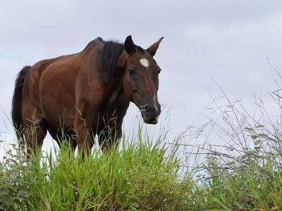 Enxame de abelhas deixa pessoas feridas e mata cavalo em Rio Pardo