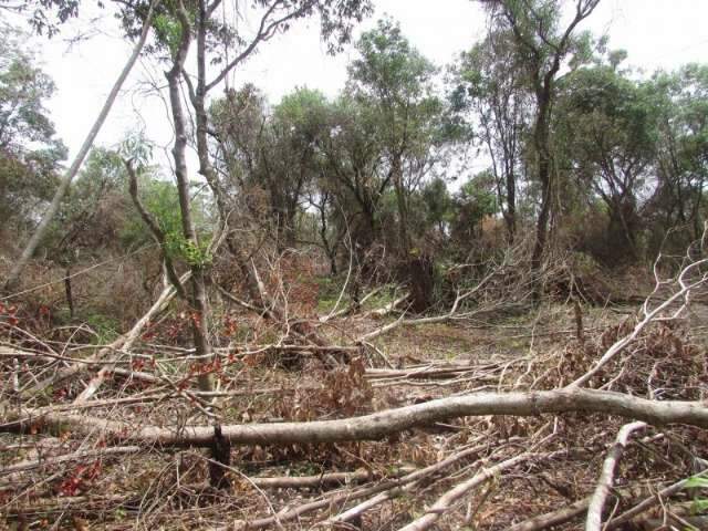 Fazendeiro &eacute; multado em R$ 56 mil por desmatar 8 hectares de Mata Atl&acirc;ntica