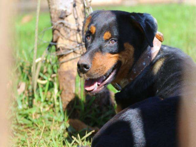 Menino de 13 anos &eacute; atacado por rottweiler em ch&aacute;cara no Los Angeles