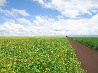O Estado é o quinto maior produtor de soja do país. (Foto: Famasul)