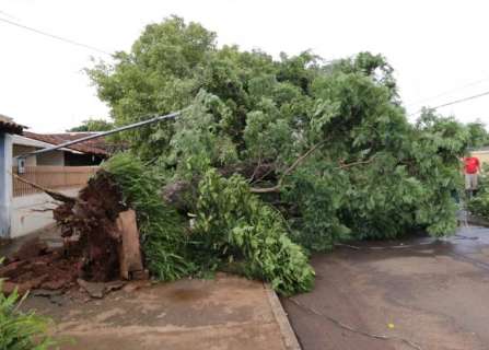 Ventania derruba árvore de 15 metros e bloqueia rua no Bonança