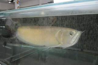 Aruanã adulto é um peixe amazônico que pode chegar a custa R$ 300 mil. (Foto: Paulo Francis)