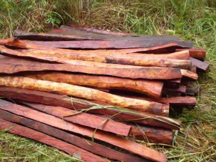 Assentado é multado em R$ 4 mil por exploração ilegal de madeira