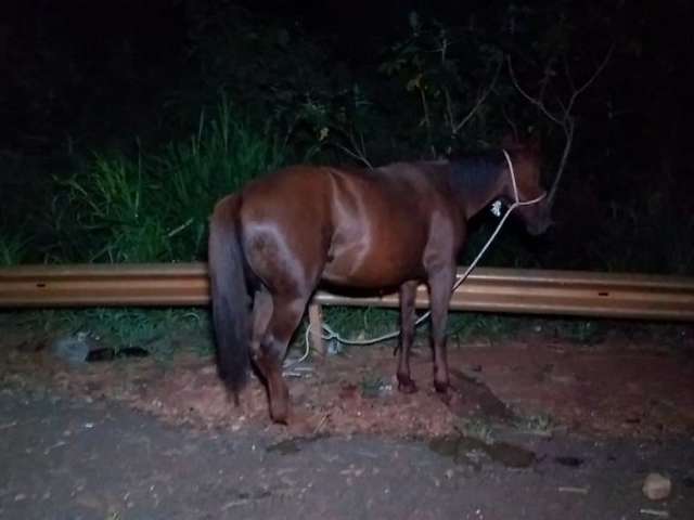 Motociclista de 19 anos morre ao bater em cavalo na BR-163