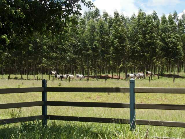 Gado criado com floresta &quot;salva&quot; solo e gera renda extra
