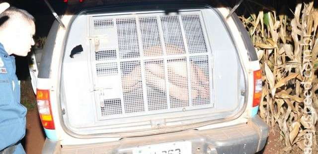 Jovem &eacute; preso nu ao tentar estuprar garota ao lado de milharal