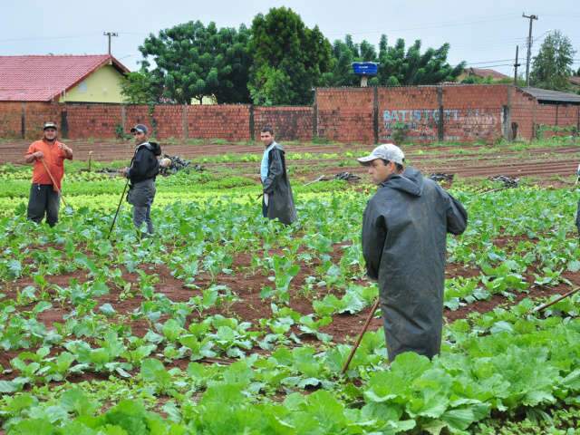  Chuva traz preju&iacute;zo para hortas e verduras viram item dif&iacute;cil e caro 