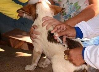 Até o momento já foram confirmados 19 casos em cães e um caso em humano. (Foto: Anderson Gallo/Diário Corumbaense)