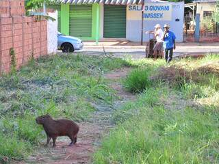 Capivara estava escondida em mato alto (Foto: João Garrigó)