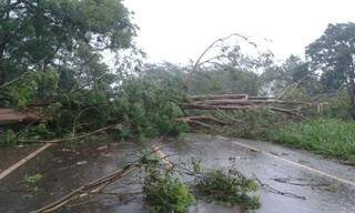 Árvore derrubada pelo vento durante temporal desta quarta interditou a MS-376 (Foto: Vicentina Online)