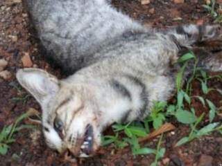 Ao menos três gatos foram mortos por envenenamento (Direto das Ruas)