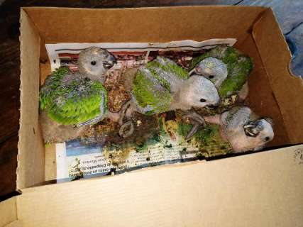 Papagaios são abandonados dentro de sacola na MS-306 
