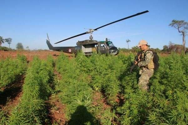 Brasileiros financiam lavouras de maconha, denuncia governo paraguaio