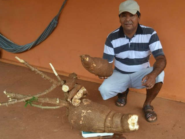  No quintal de casa, homem colhe mandioca de 30 quilos em Caarap&oacute;