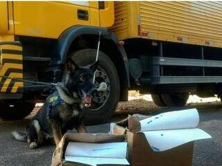 Cães foram usados para farejar drogas no Centro de Triagem dos Correios (Foto: Divulgação/PRF)