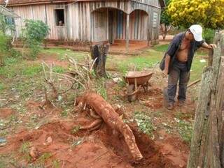 Mandioca colhida no distrito de Nova Esperança pesou 45 kg (Foto: Brendo Henrique/Fátima News)