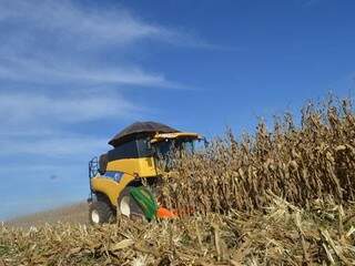 Clima faz com que colheita de milho safrinha já tenha queda de 23% (Foto: Famasul)
