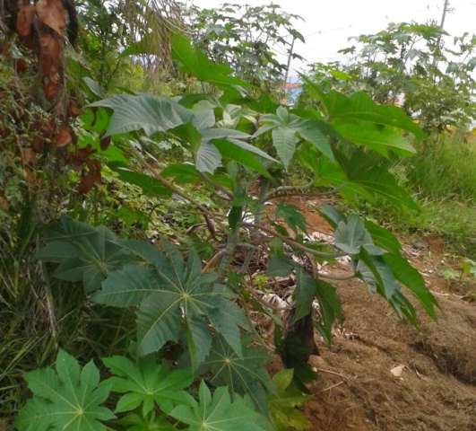 Esquecido, bairro sofre com buracos e terrenos baldios na Capital 