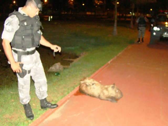  Policiais militares encontram capivara abatida a tiros em Tr&ecirc;s Lagoas