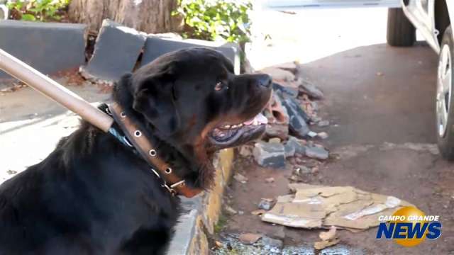 Rottweiler solto assusta moradores no S&atilde;o Francisco