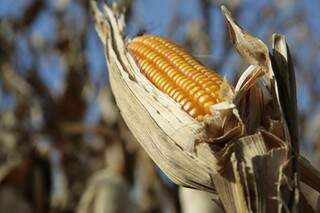 Produção de milho deve diminuir 8,2 %, em relação ao ciclo anterior (Foto: Arquivo/Cleber Gellio)