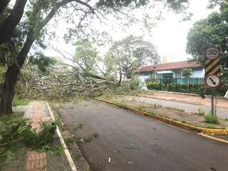 &Aacute;rvore centen&aacute;ria cai em frente a escola e interdita Avenida da Capital