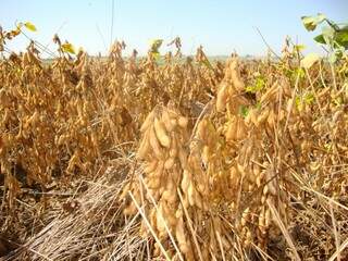 Colheita da soja precoce já começou no estado e deve durar até o fim do mês (Foto: Reprodução)