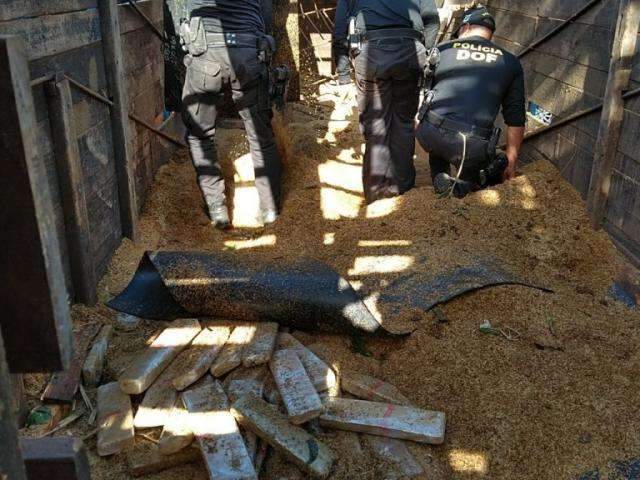 Homem &eacute; preso com 1.300 quilos de maconha em caminh&atilde;o boiadeiro