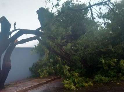 Árvore cai com temporal e atrapalha o trânsito do Joquei Clube