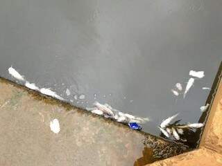 Córrego com os peixes mortos (Foto: Direto das ruas)