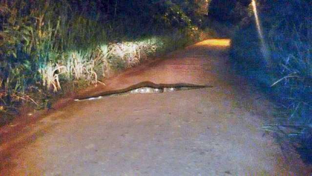 Sucuri assusta entregador de pizza ao passar em rua do Lagoa Dourada